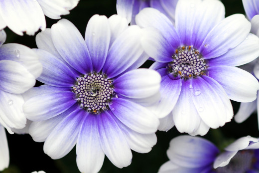 601164 (a): :2500x1667